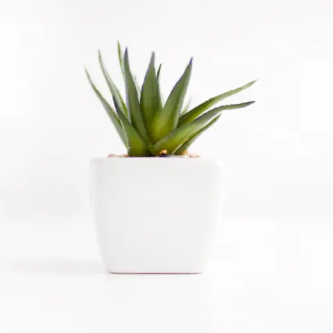 Petite plante grasse dans un pot blanc